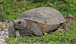 tortoise image
